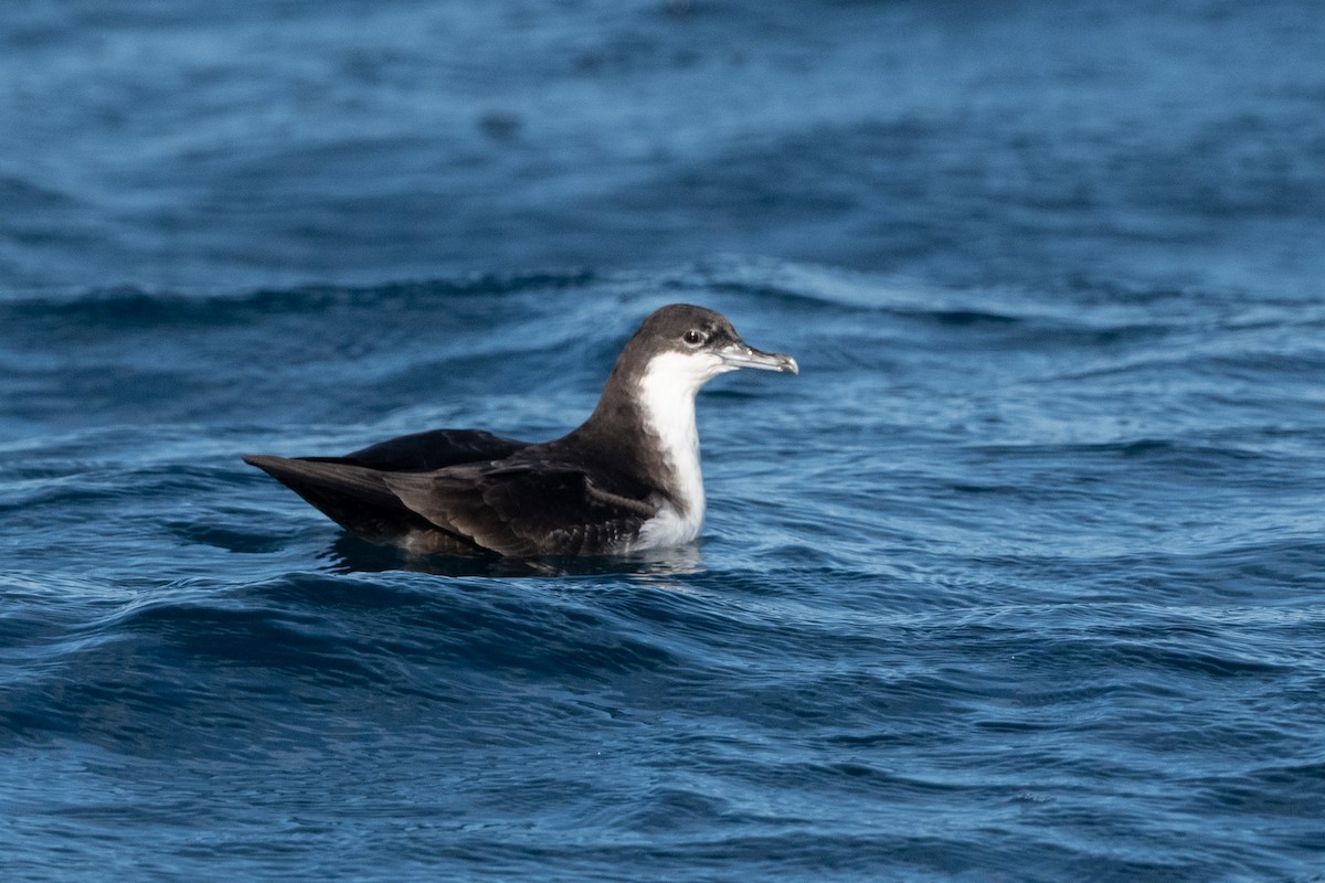 Puffin des Galapagos - ML363187181