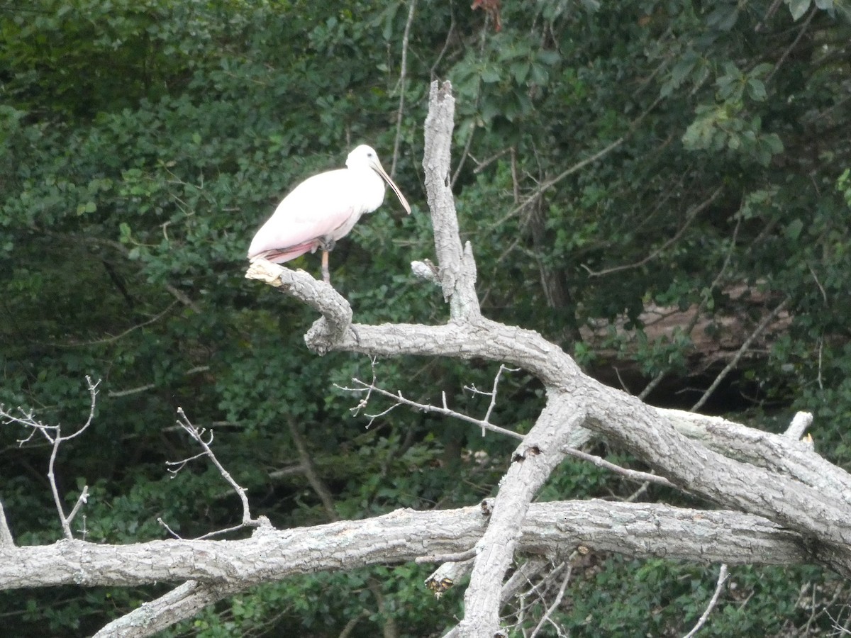 Roseate Spoonbill - ML363190381