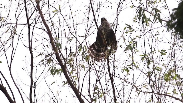 Collared Forest-Falcon - ML363190791