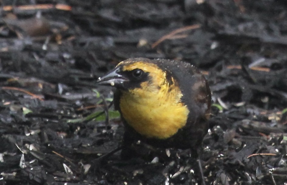 Yellow-headed Blackbird - ML363190811
