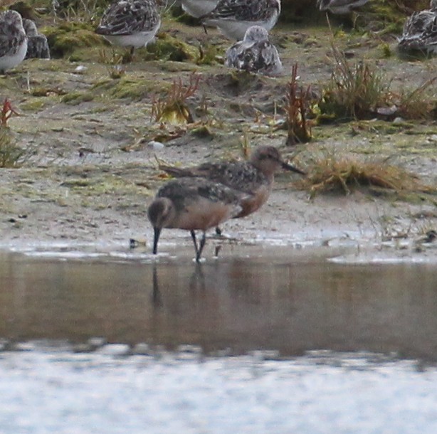 Red Knot - ML363190901