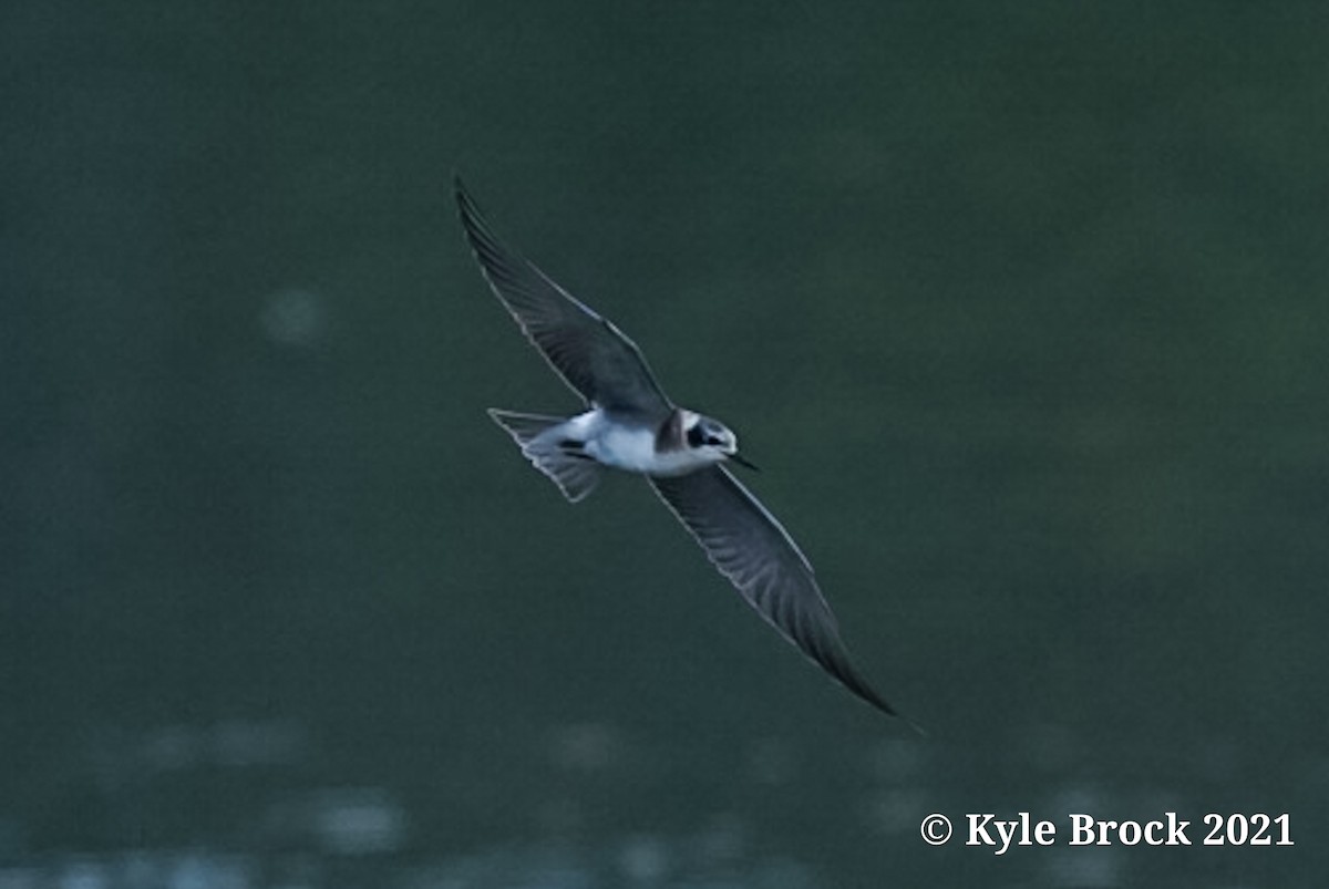 Black Tern - Kyle Brock