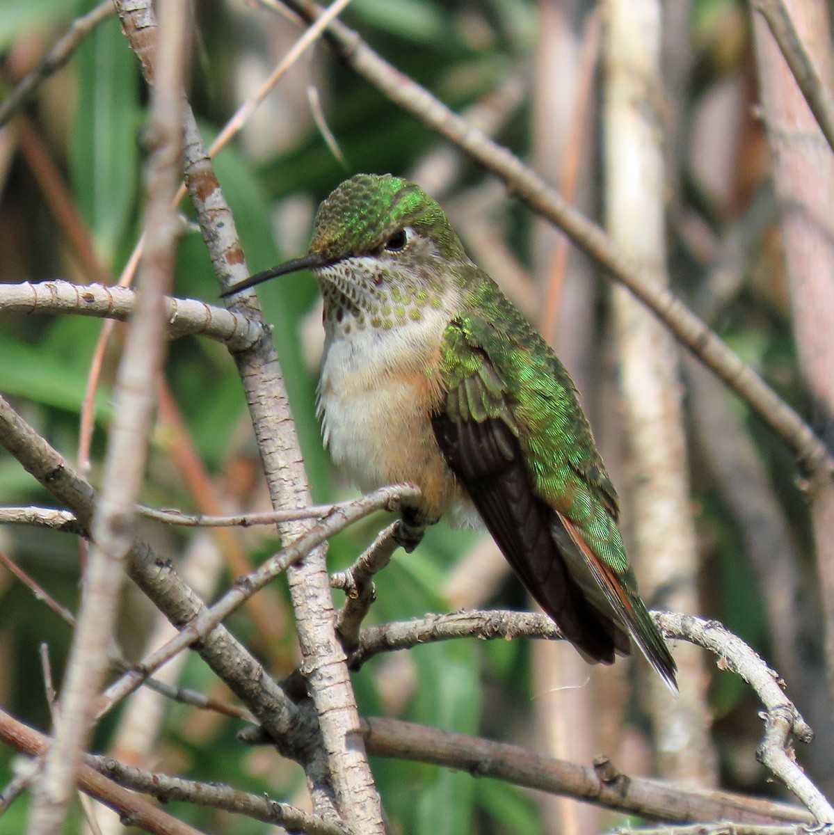 Broad-tailed Hummingbird - ML363191681