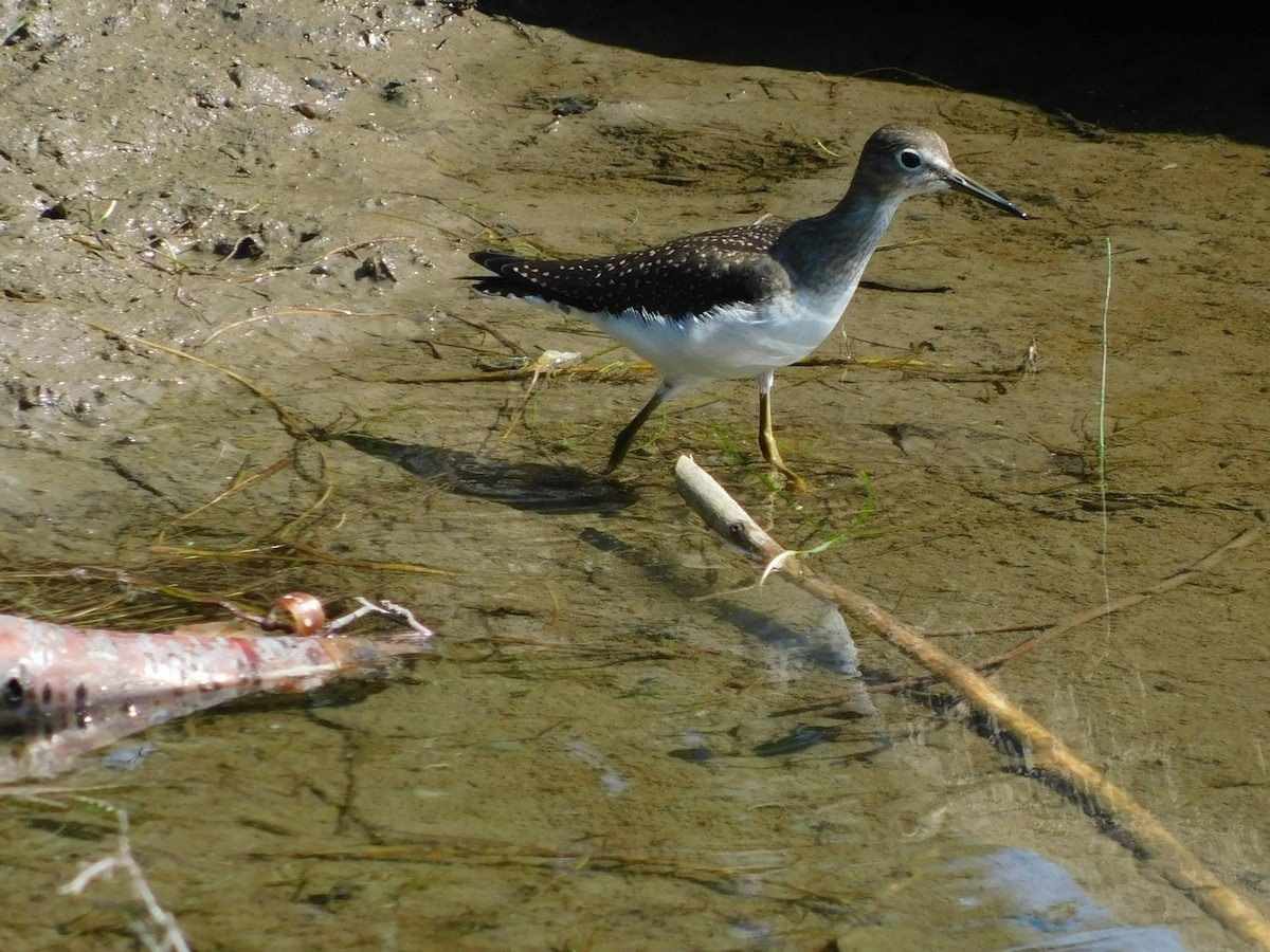 Solitary Sandpiper - ML363192691