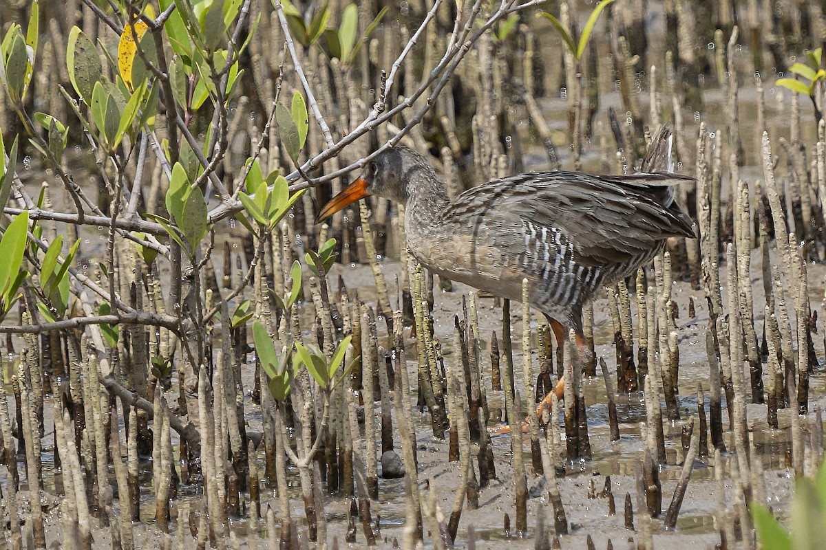 Mangrove Rail - Guillermo  Saborío Vega