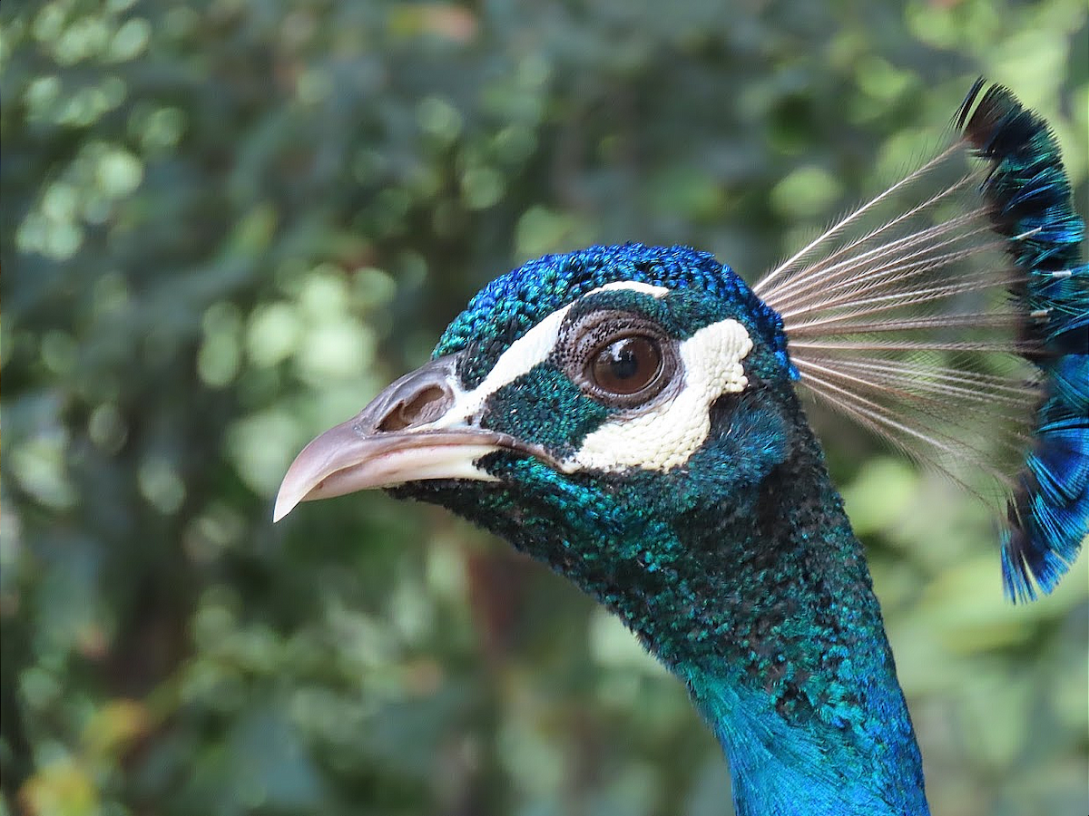 Indian Peafowl (Domestic type) - ML363194371