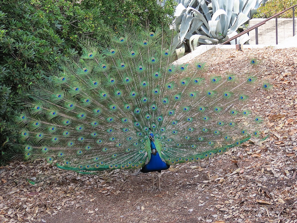 Indian Peafowl (Domestic type) - ML363195231