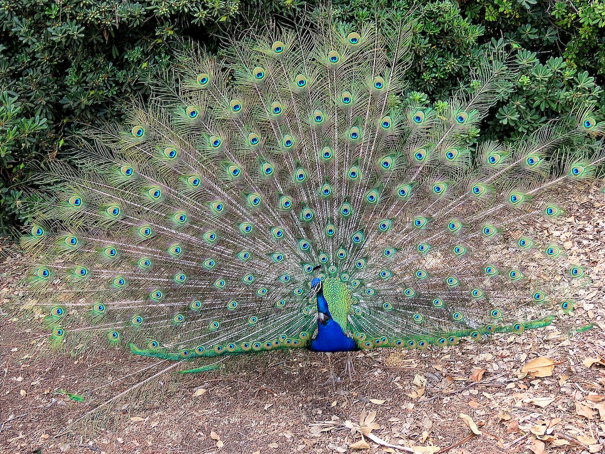 Indian Peafowl (Domestic type) - ML363195251