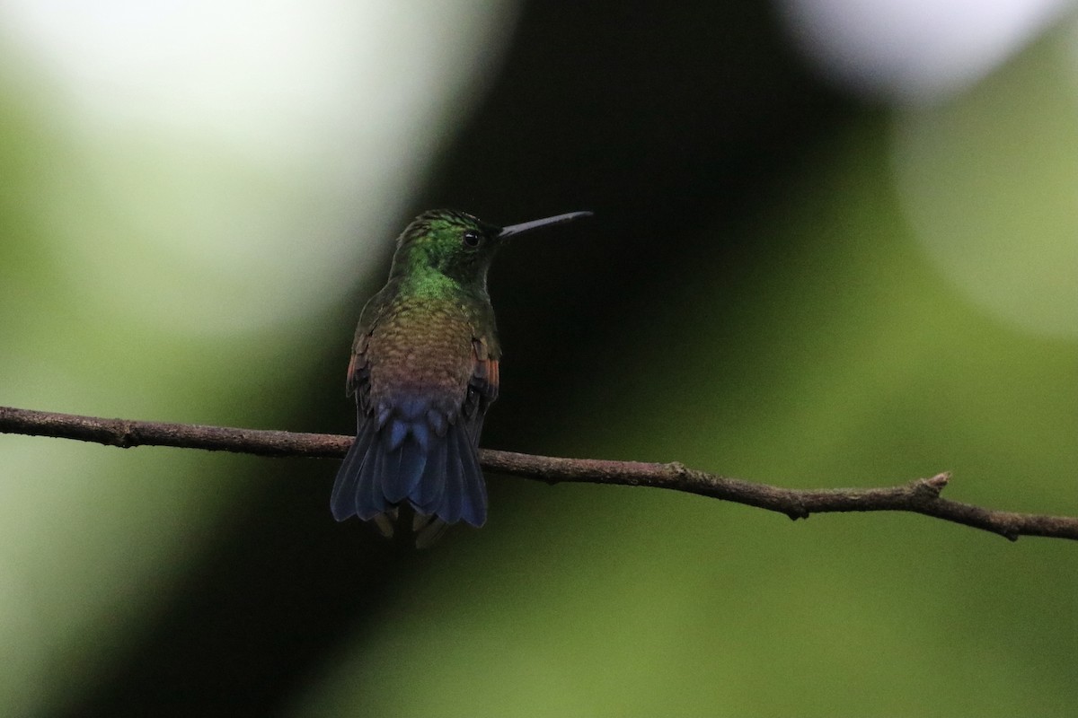 Blue-tailed Hummingbird - ML363195321