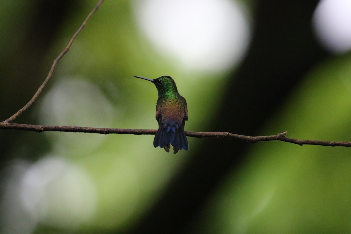 kolibřík středoamerický - ML363195741