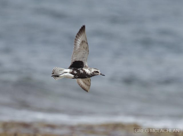 Black-bellied Plover - ML36319681