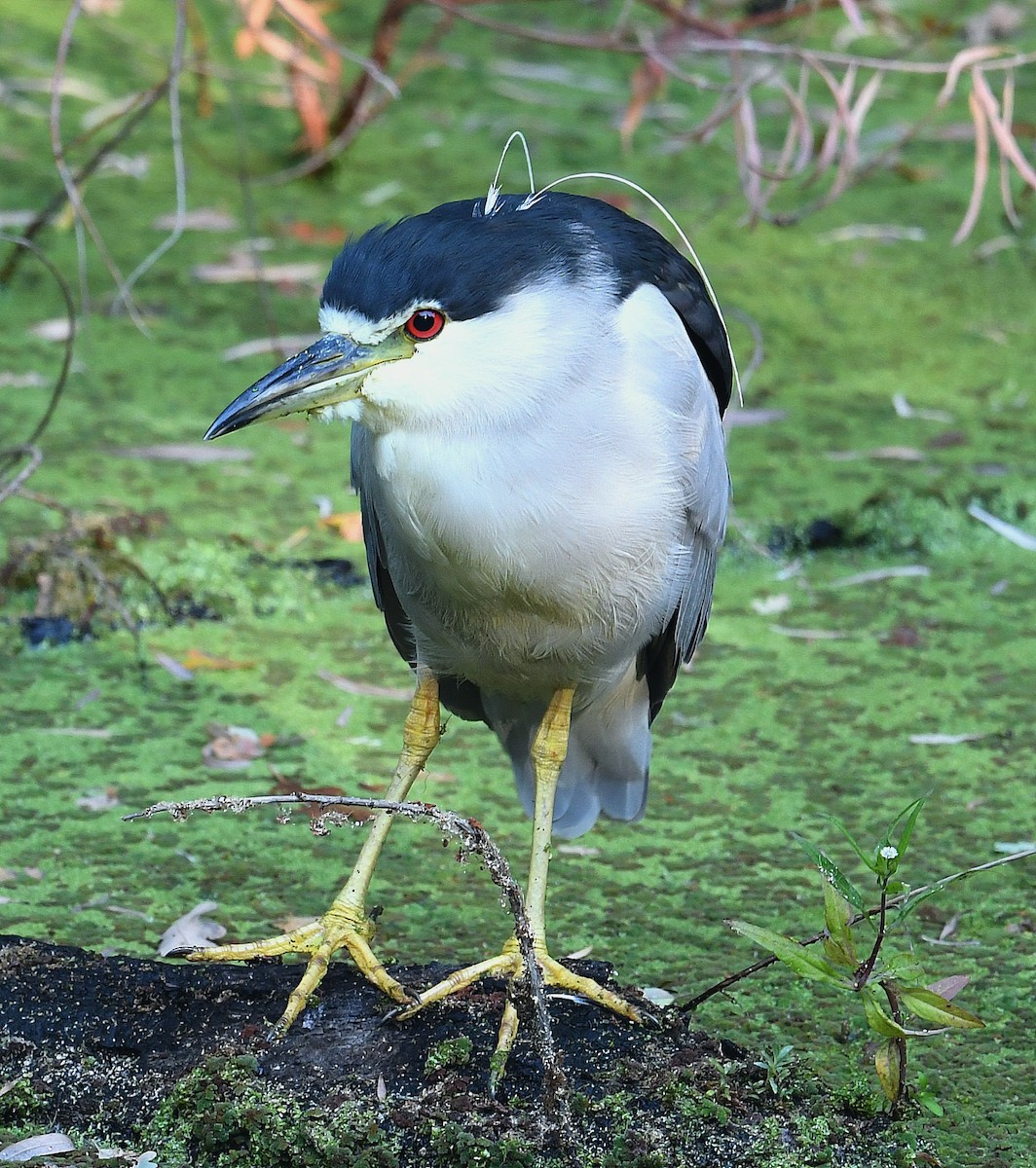 Black-crowned Night Heron - ML363197511