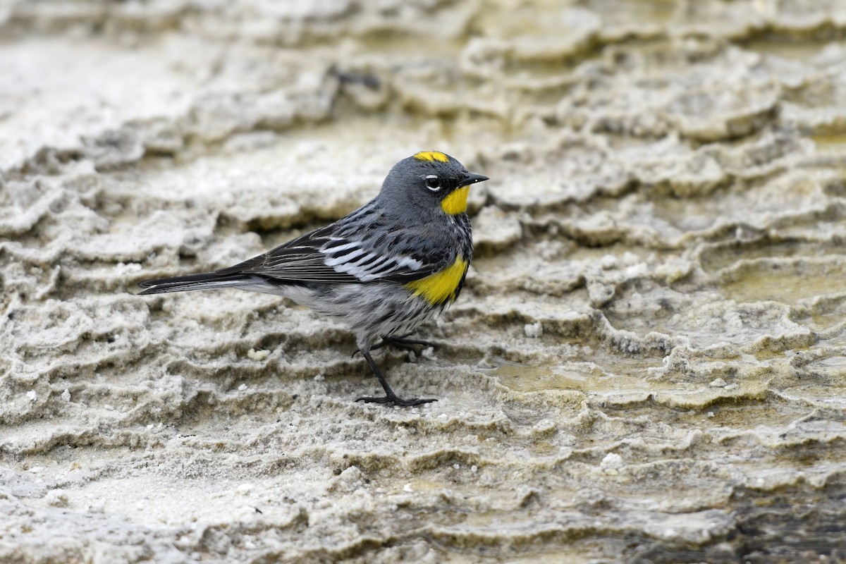 Yellow-rumped Warbler (Audubon's) - ML363198151