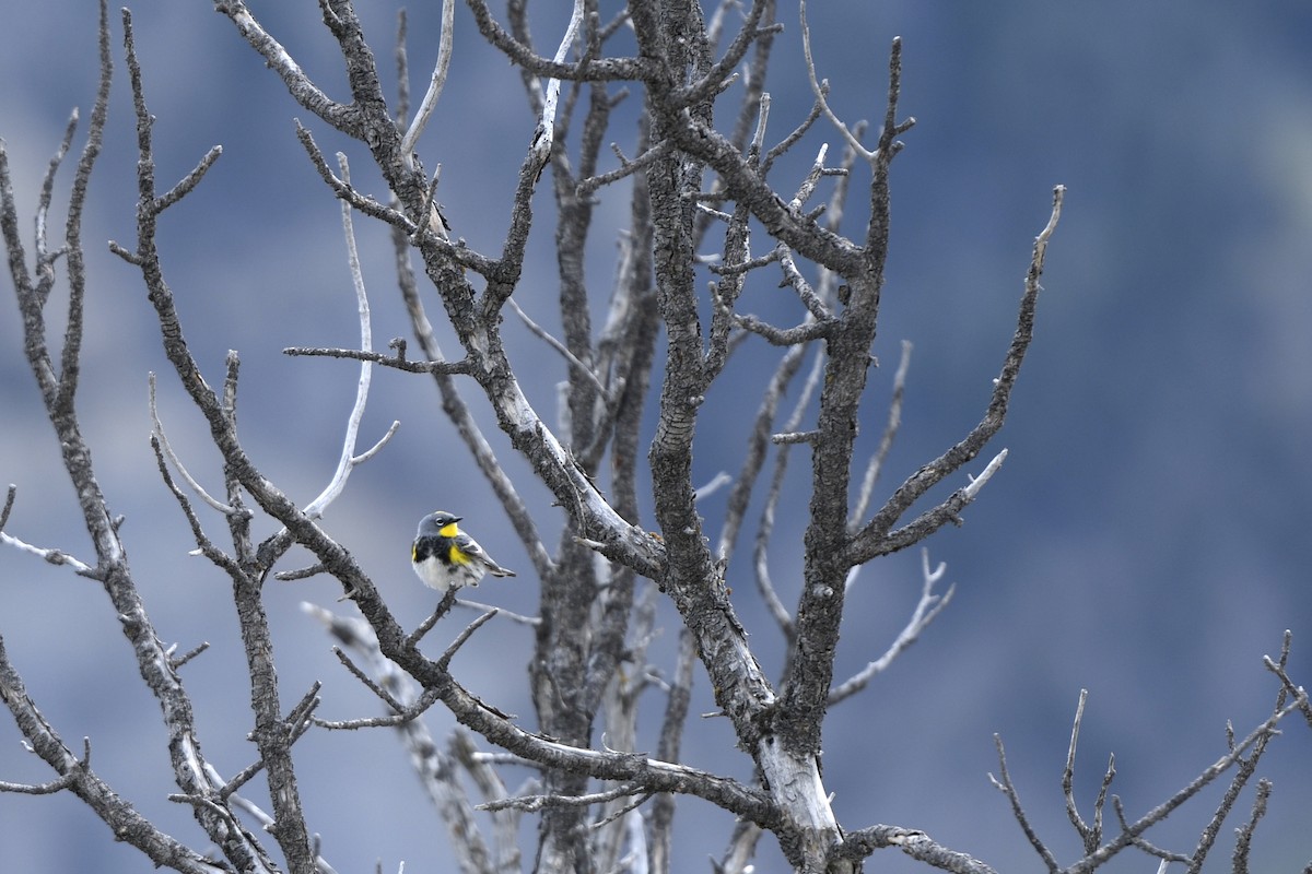 Yellow-rumped Warbler (Audubon's) - ML363198161