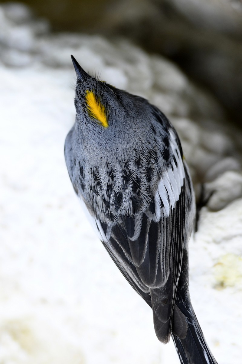 Kronenwaldsänger (Audubonwaldsänger) - ML363198201