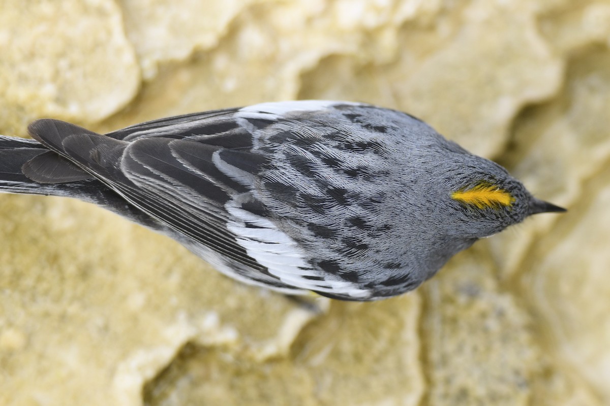 Yellow-rumped Warbler (Audubon's) - ML363198211