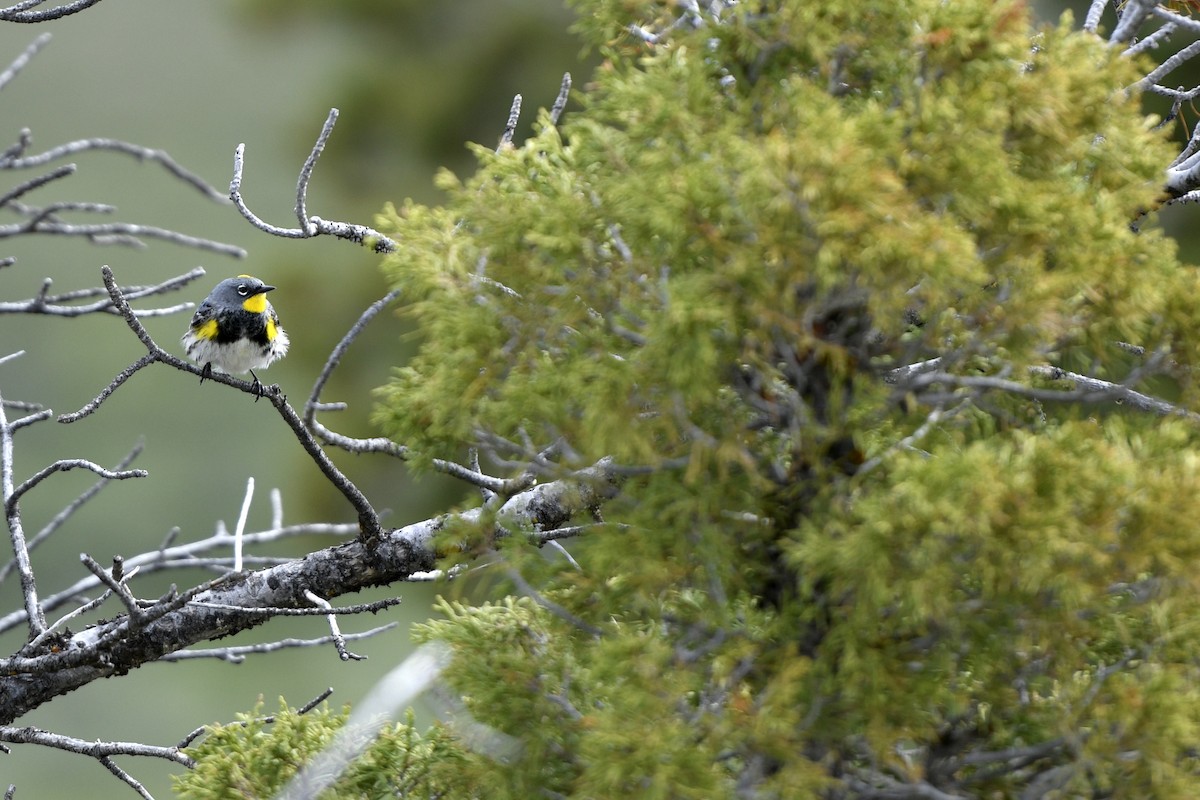 Yellow-rumped Warbler (Audubon's) - ML363198231