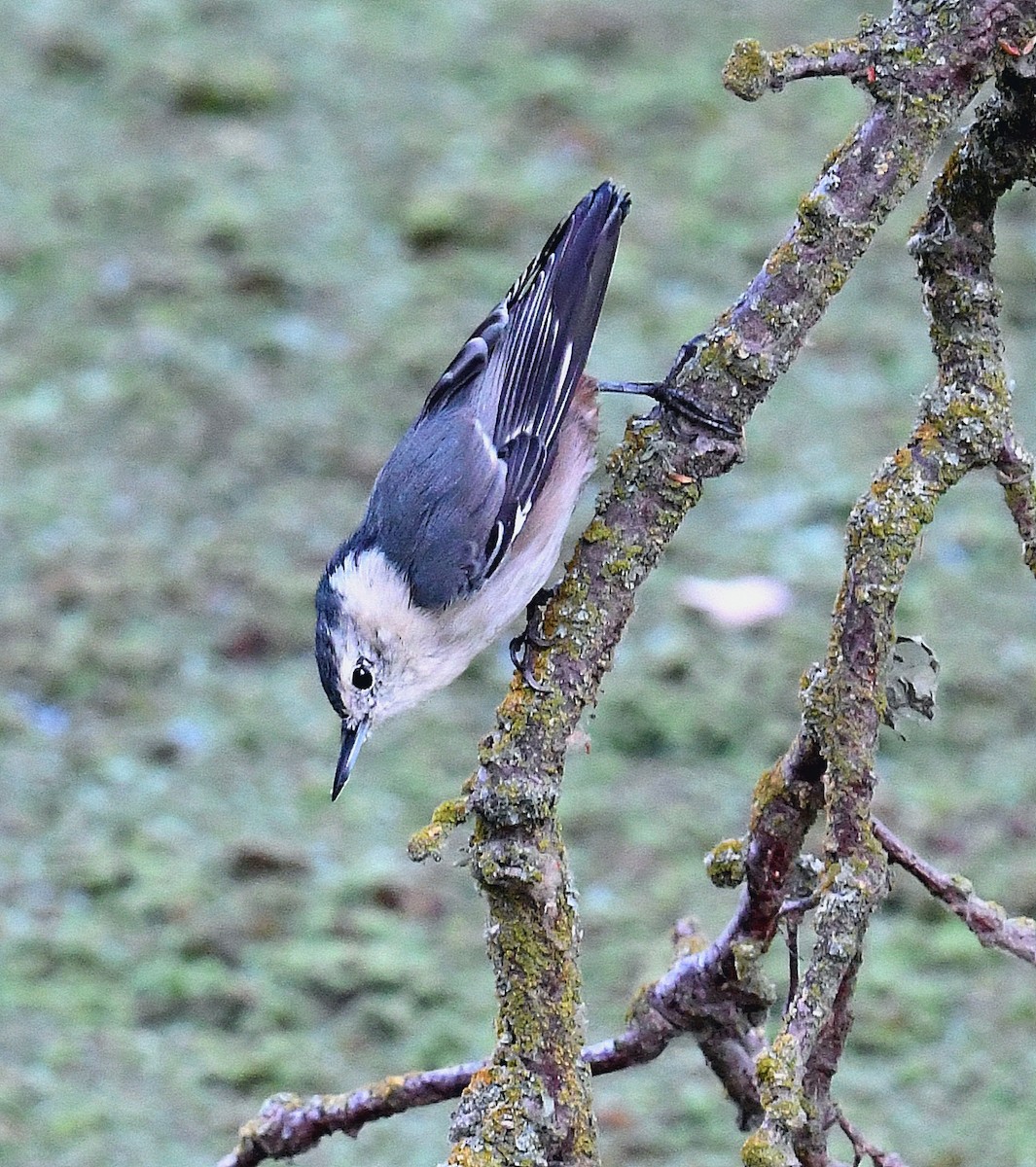 White-breasted Nuthatch - ML363198301
