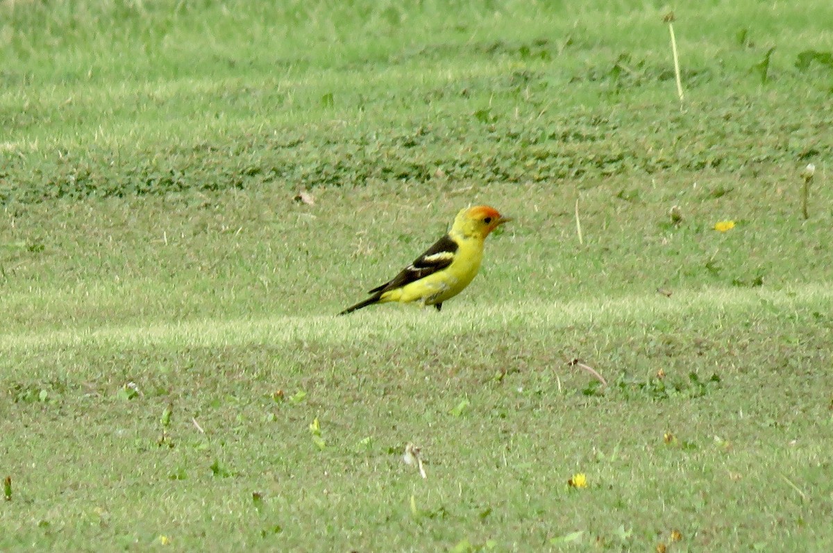 Western Tanager - ML363199971