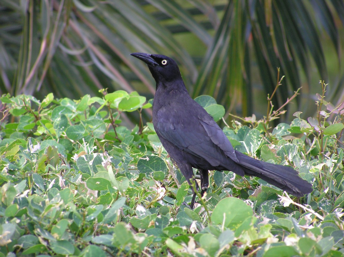 Carib Grackle - James (Jim) Holmes