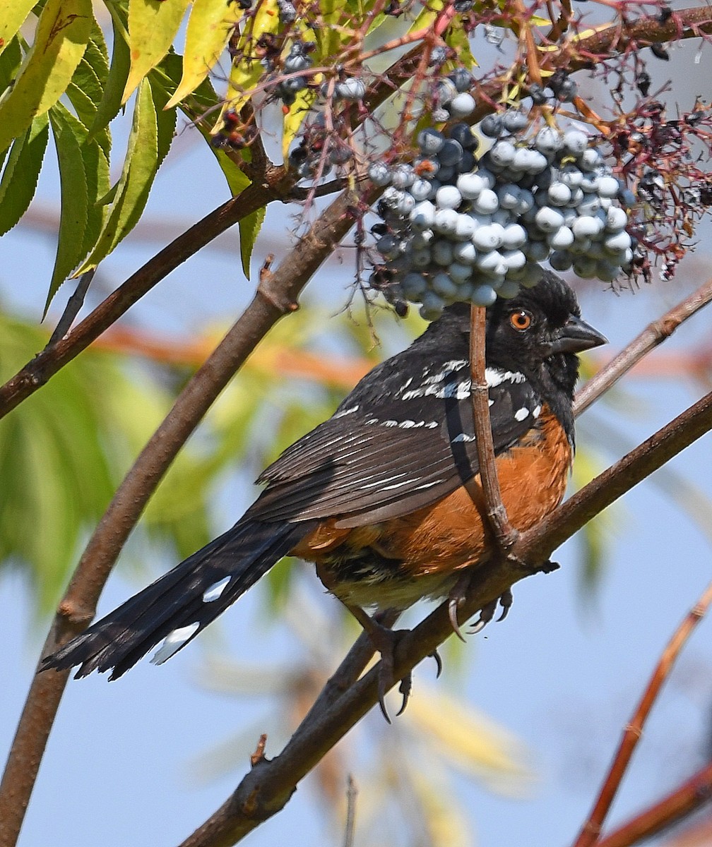 Spotted Towhee - ML363202191