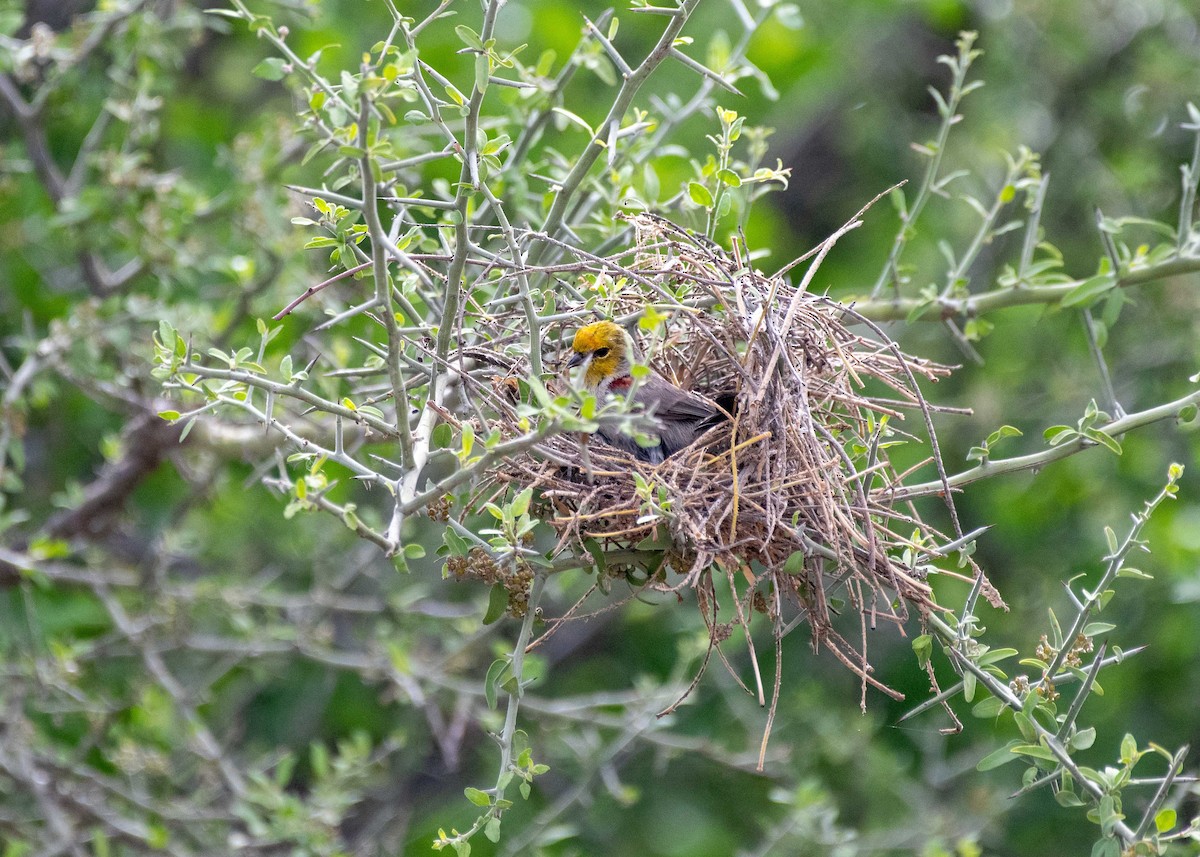 Verdin - Jonathan Yoerger