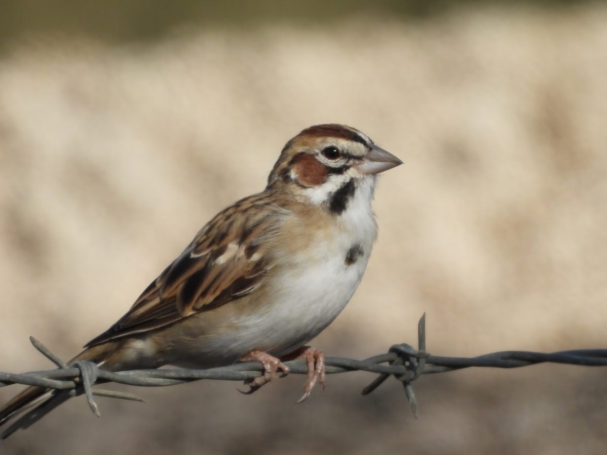 Lark Sparrow - ML363203031
