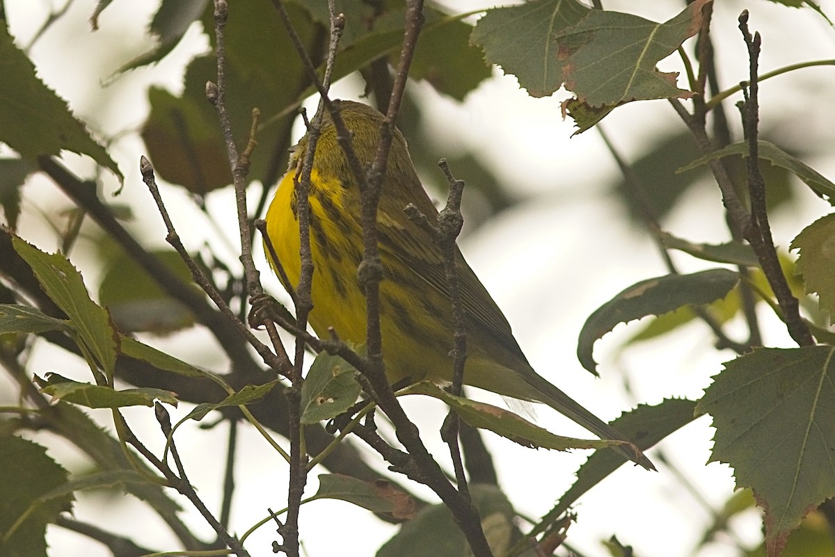 Prairie Warbler - ML363203371