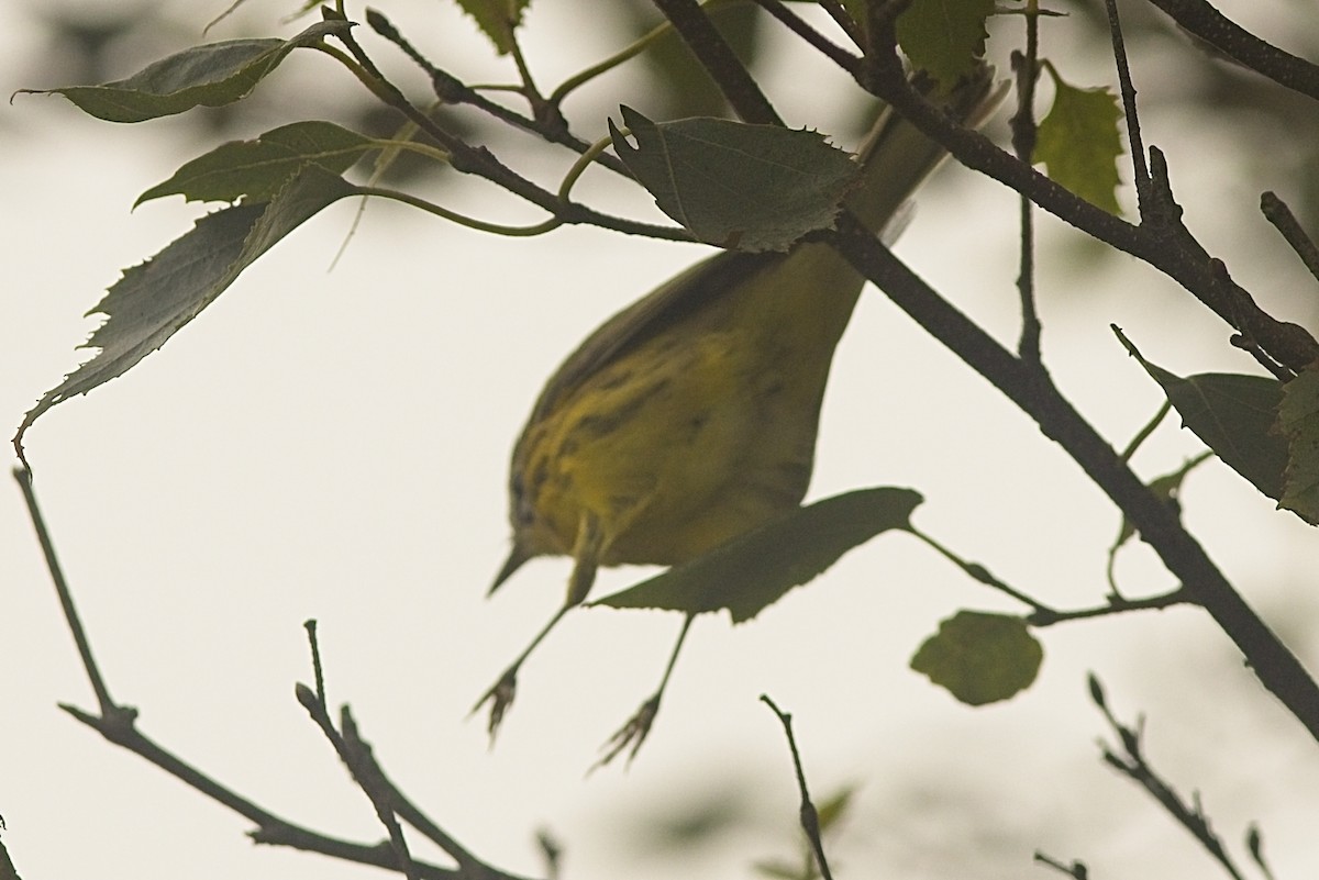 Prairie Warbler - ML363203451