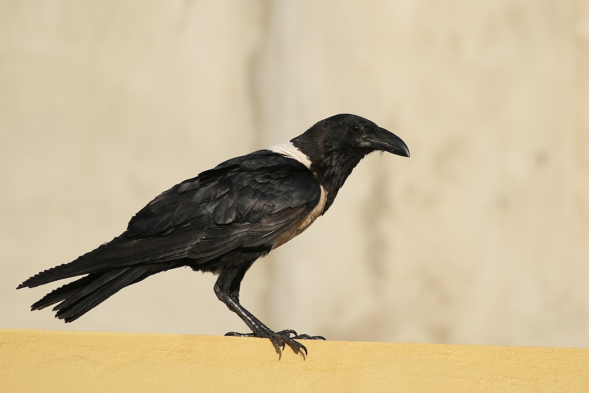 Pied Crow - Kojo Baidoo
