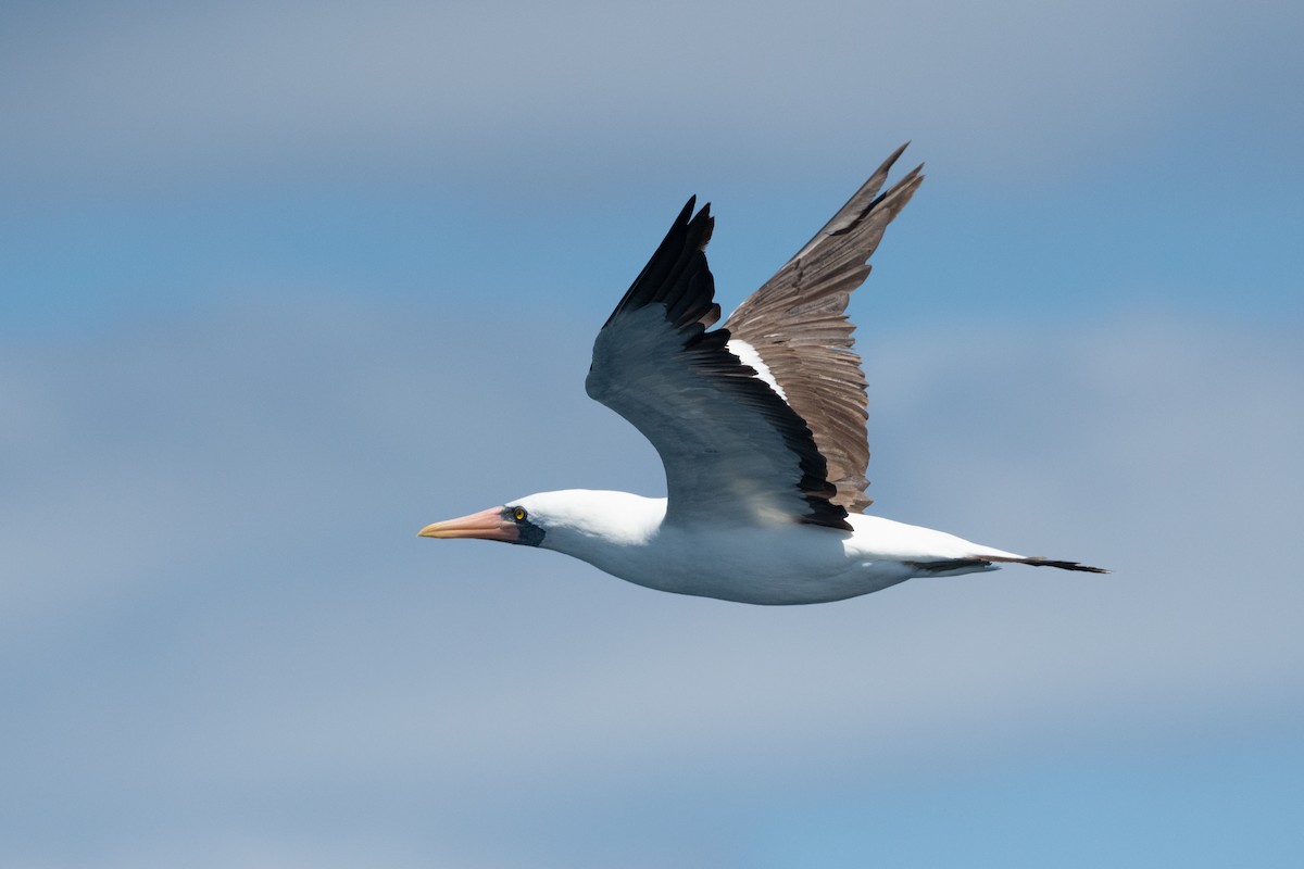 Nazca Booby - ML363204321