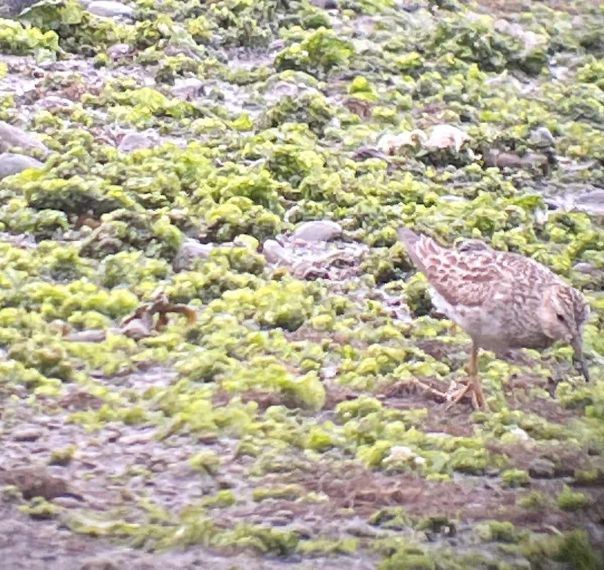 Pectoral Sandpiper - ML363205681