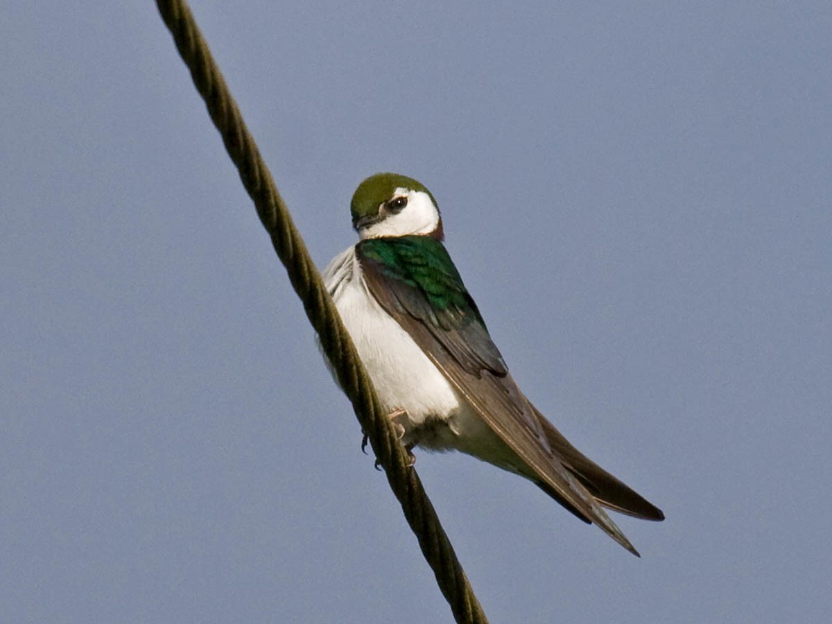 Violet-green Swallow - ML36320571