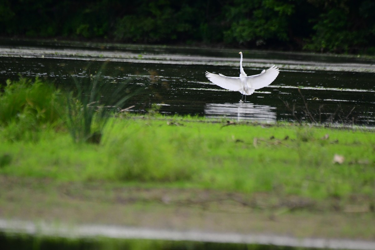 Great Egret - ML363206951