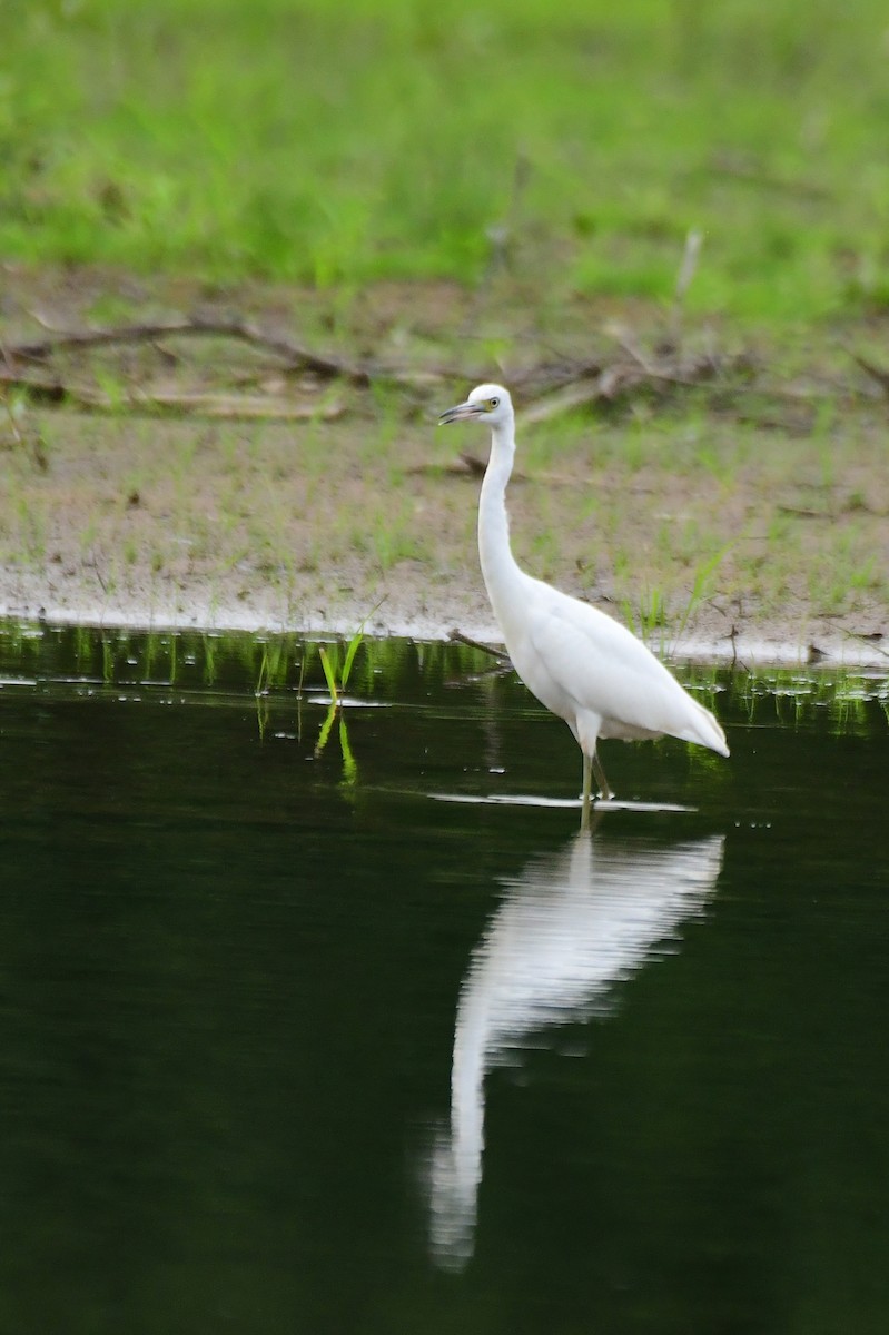 Little Blue Heron - ML363207031