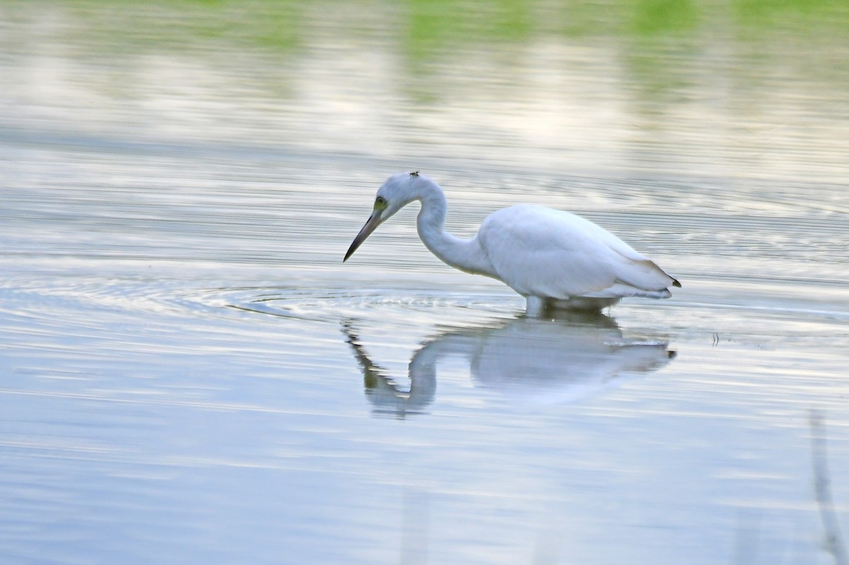 Little Blue Heron - ML363207301