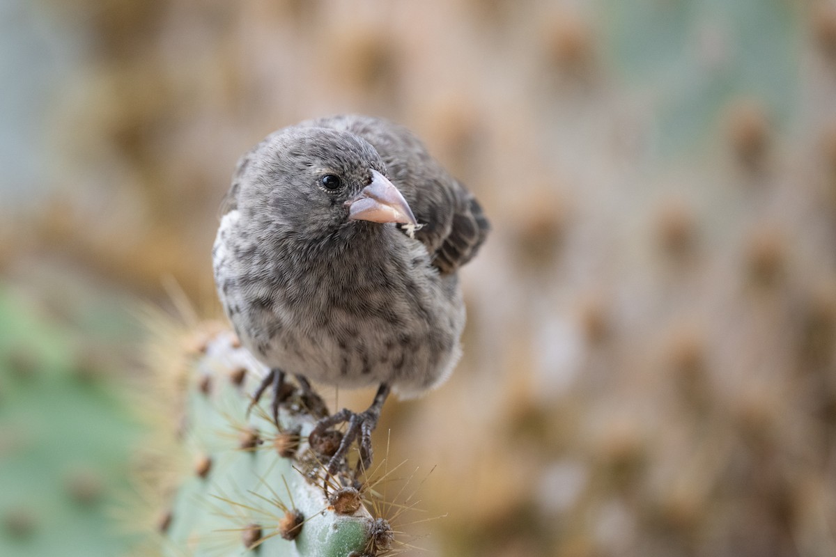 Common Cactus-Finch - Adam Jackson