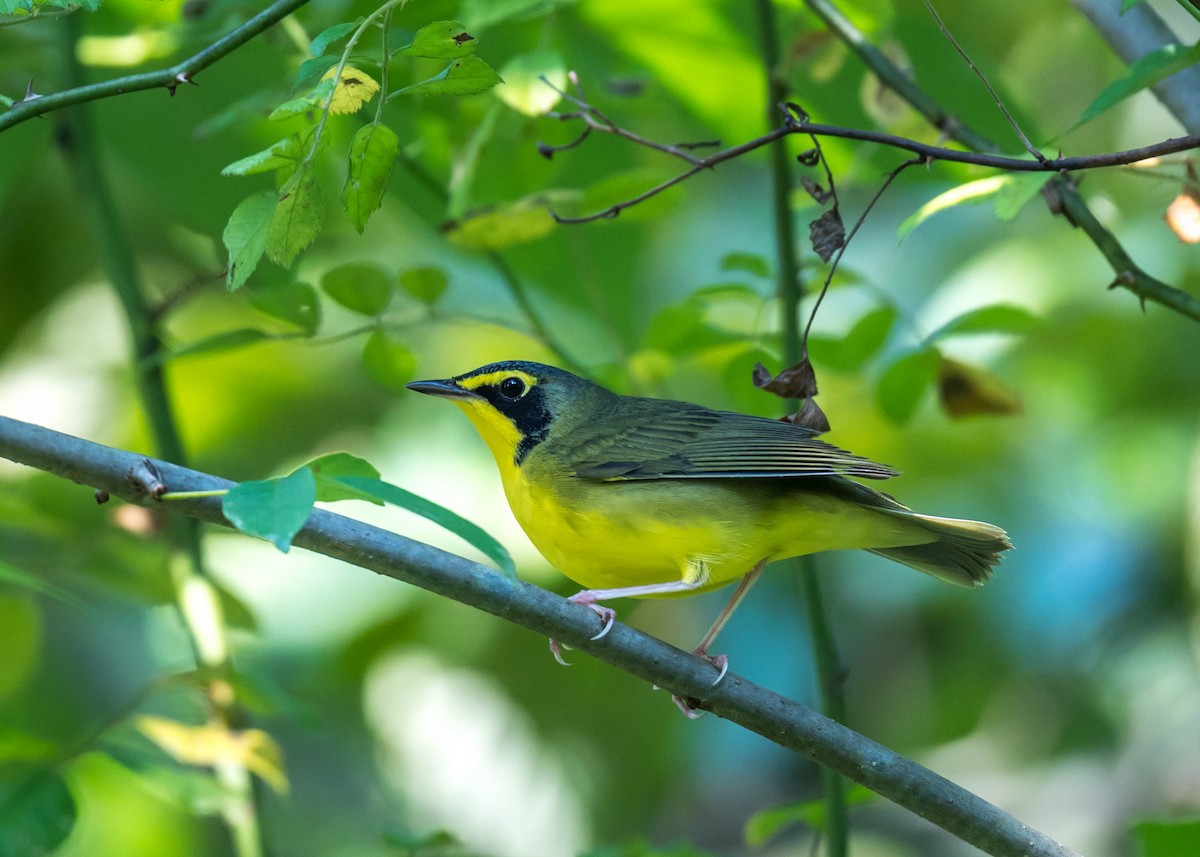 Kentucky Warbler - Harrison Ponn