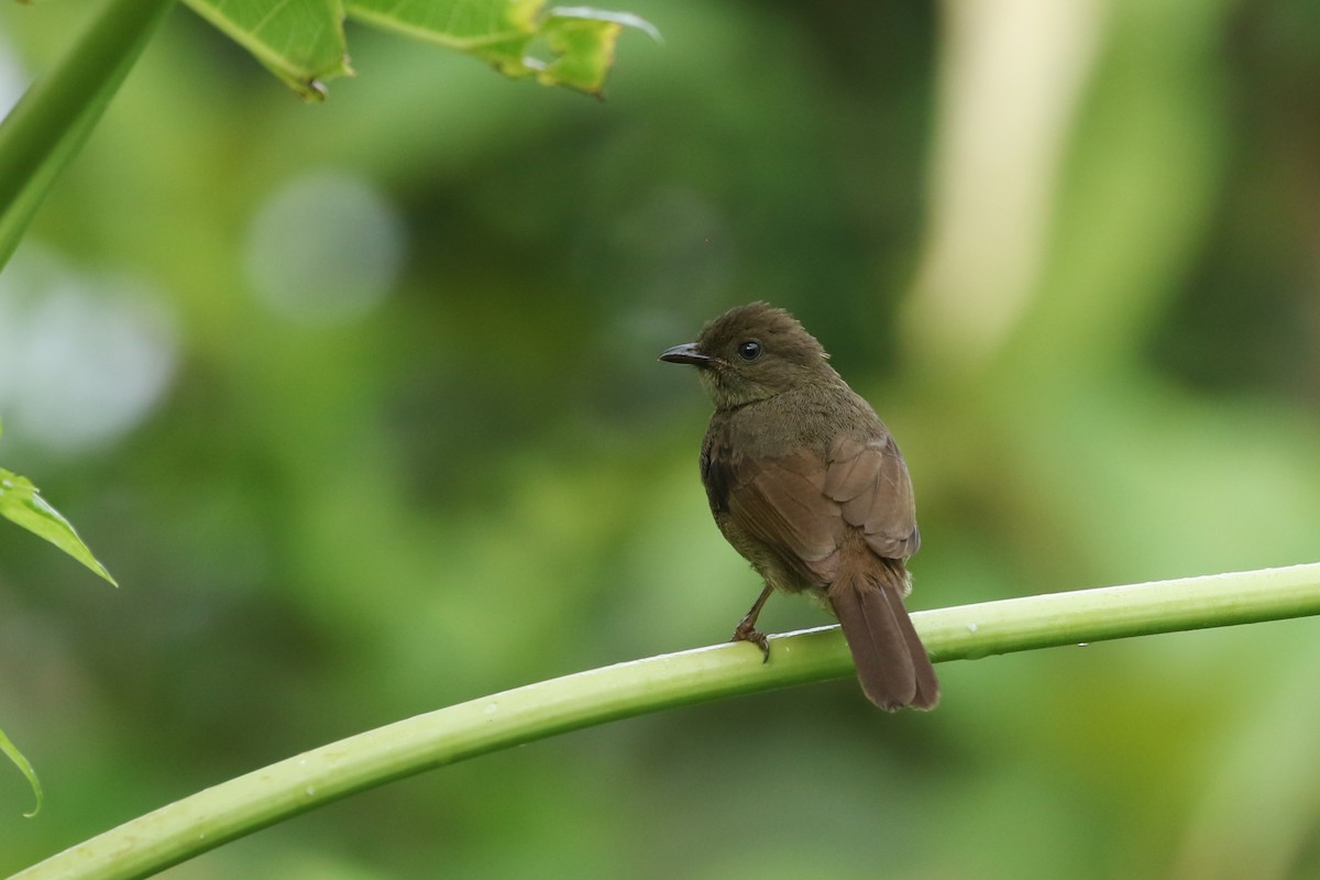 Little Greenbul - ML363208021