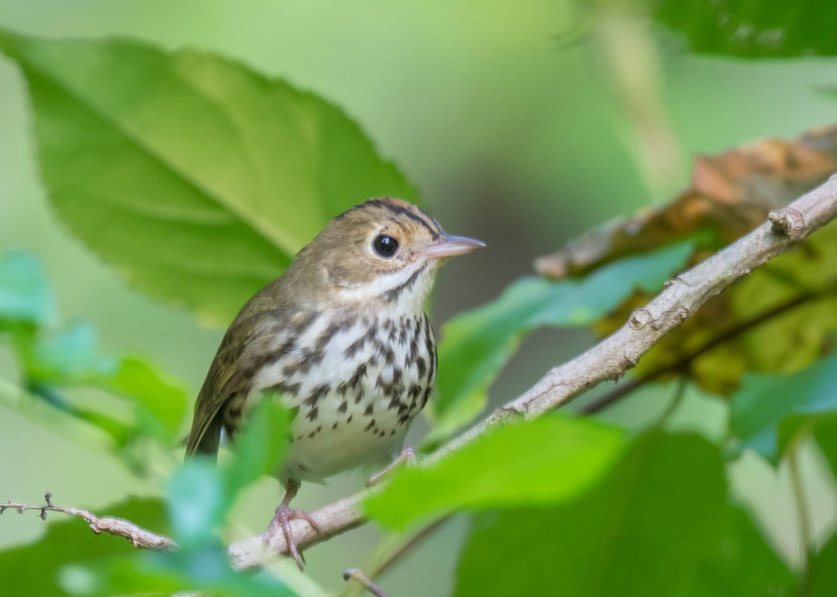 Ovenbird - ML363208061