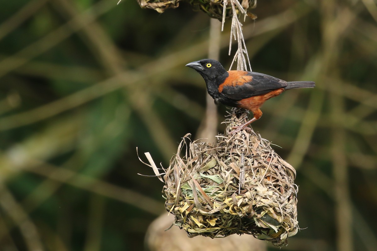 Chestnut-and-black Weaver - ML363208091