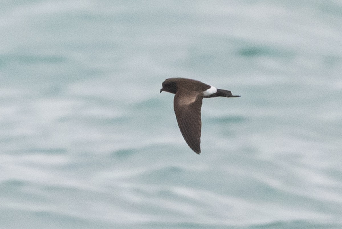 Elliot's Storm-Petrel - Adam Jackson