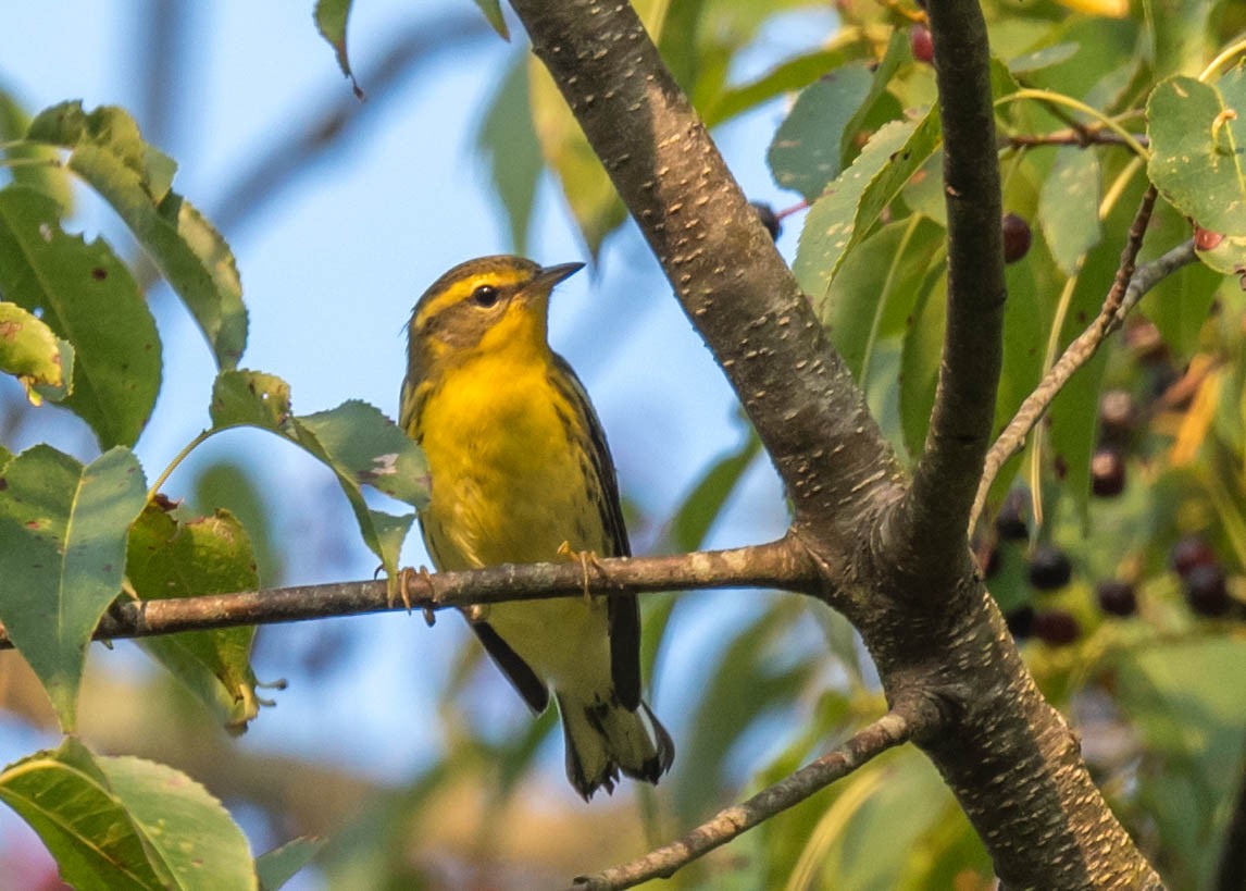 Blackburnian Warbler - ML363208481