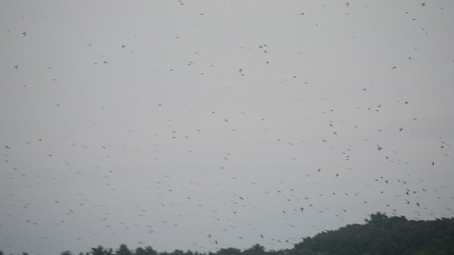 Purple Martin - ML363209461