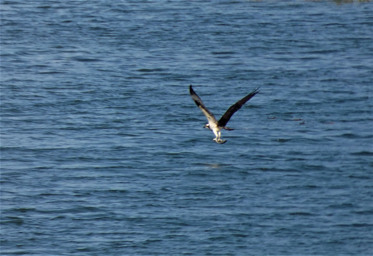 Osprey - Francisco Javier Calvo lesmes