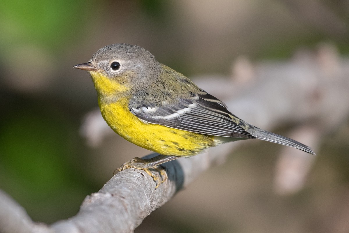 Magnolia Warbler - ML363209961