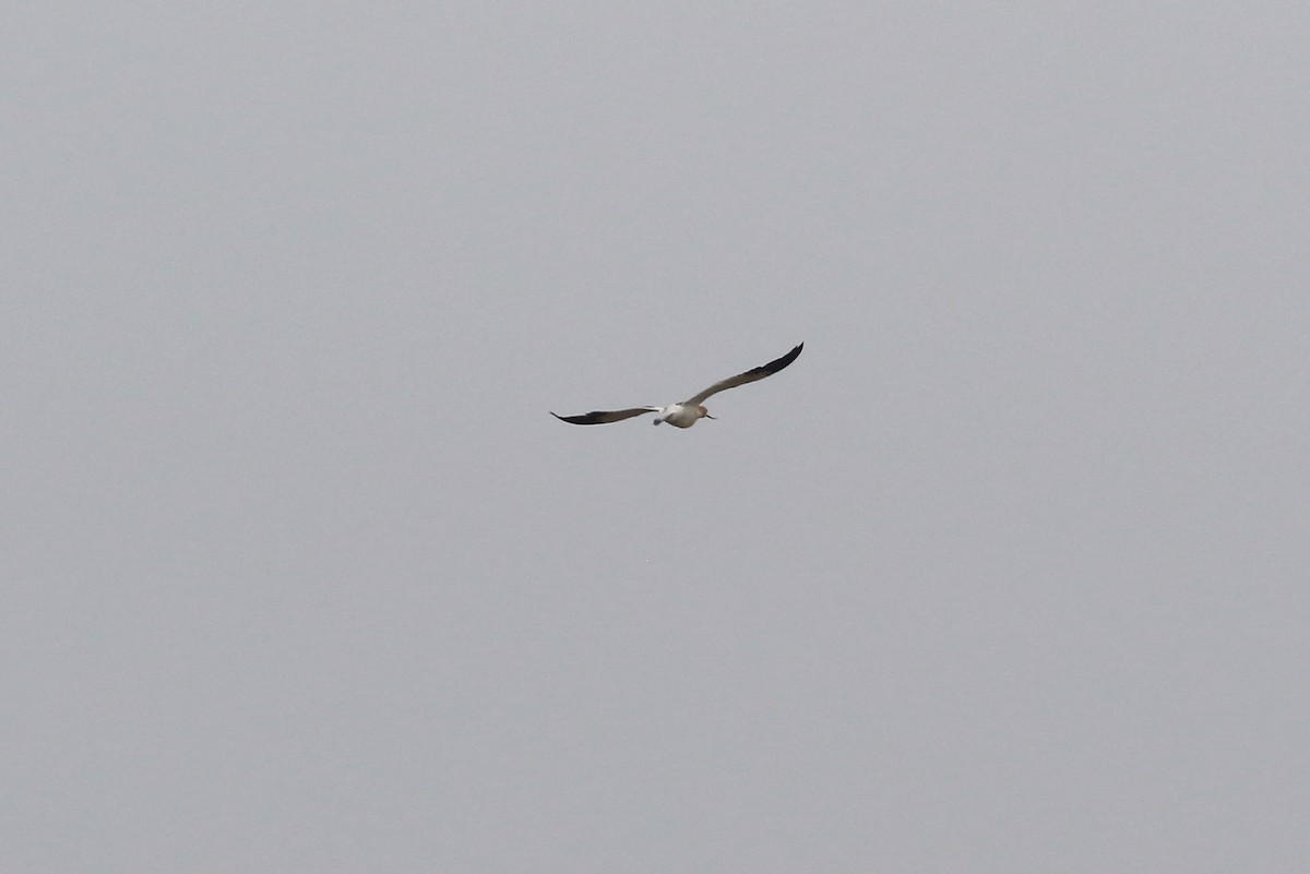 American Avocet - ML363210081