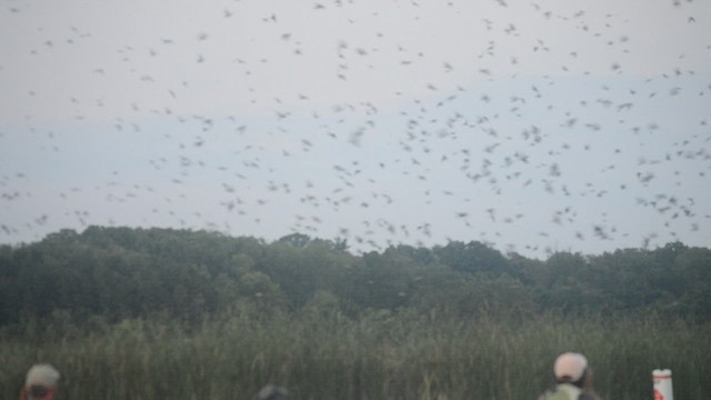 Purple Martin - ML363210801