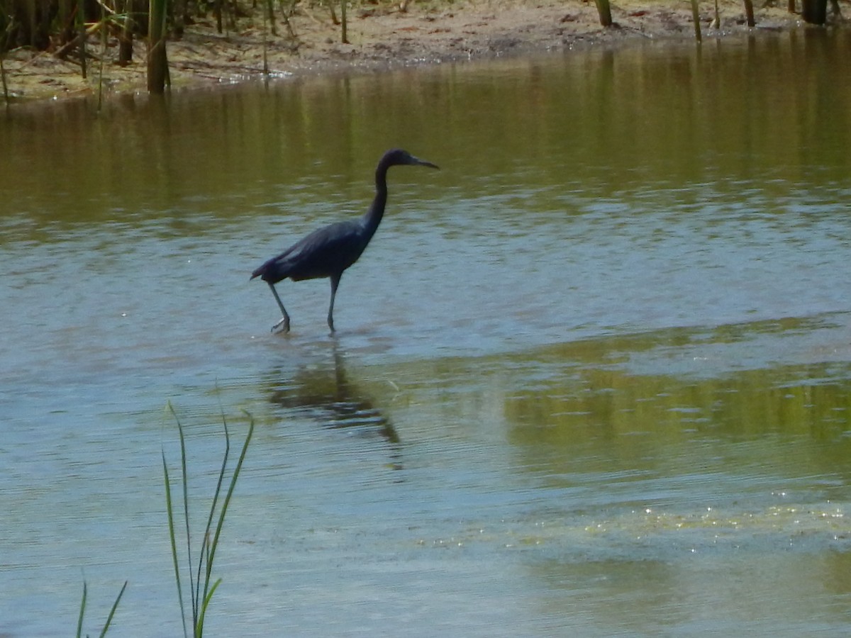 Little Blue Heron - ML363210931