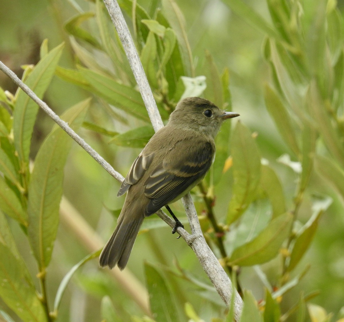 Weidenschnäppertyrann - ML363212031